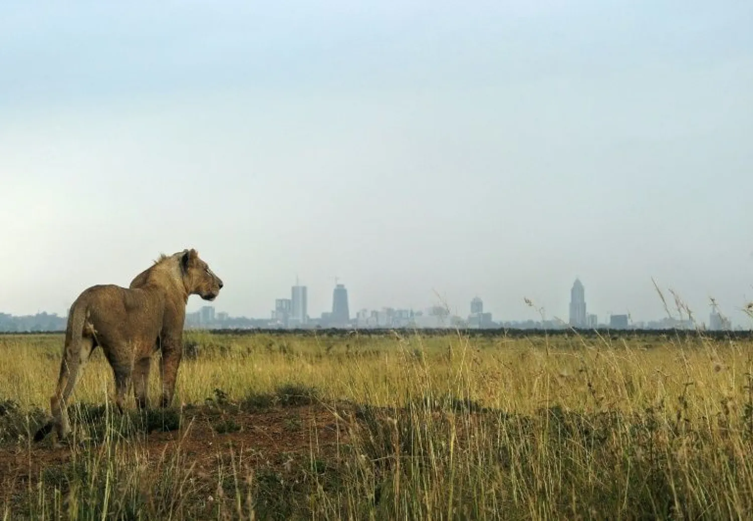 A lion looks towards the Nairobi skyline - the Living Planet Index warns that continued natural habitat loss increased the risk of future pandemics as humans expand their presence into ever closer contact with wild animals | AFP