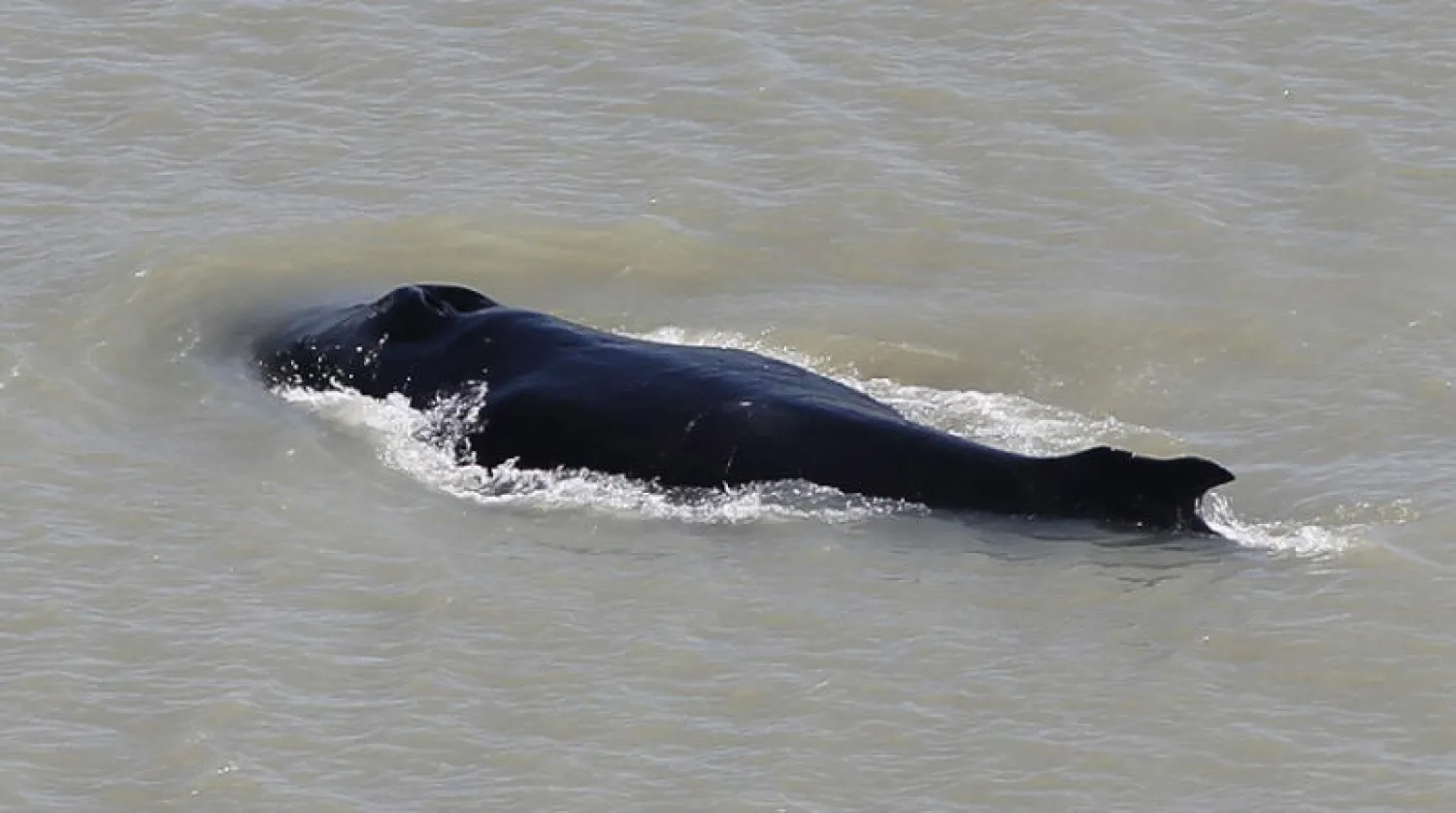 حوت في نهر تنتشر فيه التماسيح (أ.ف.ب)