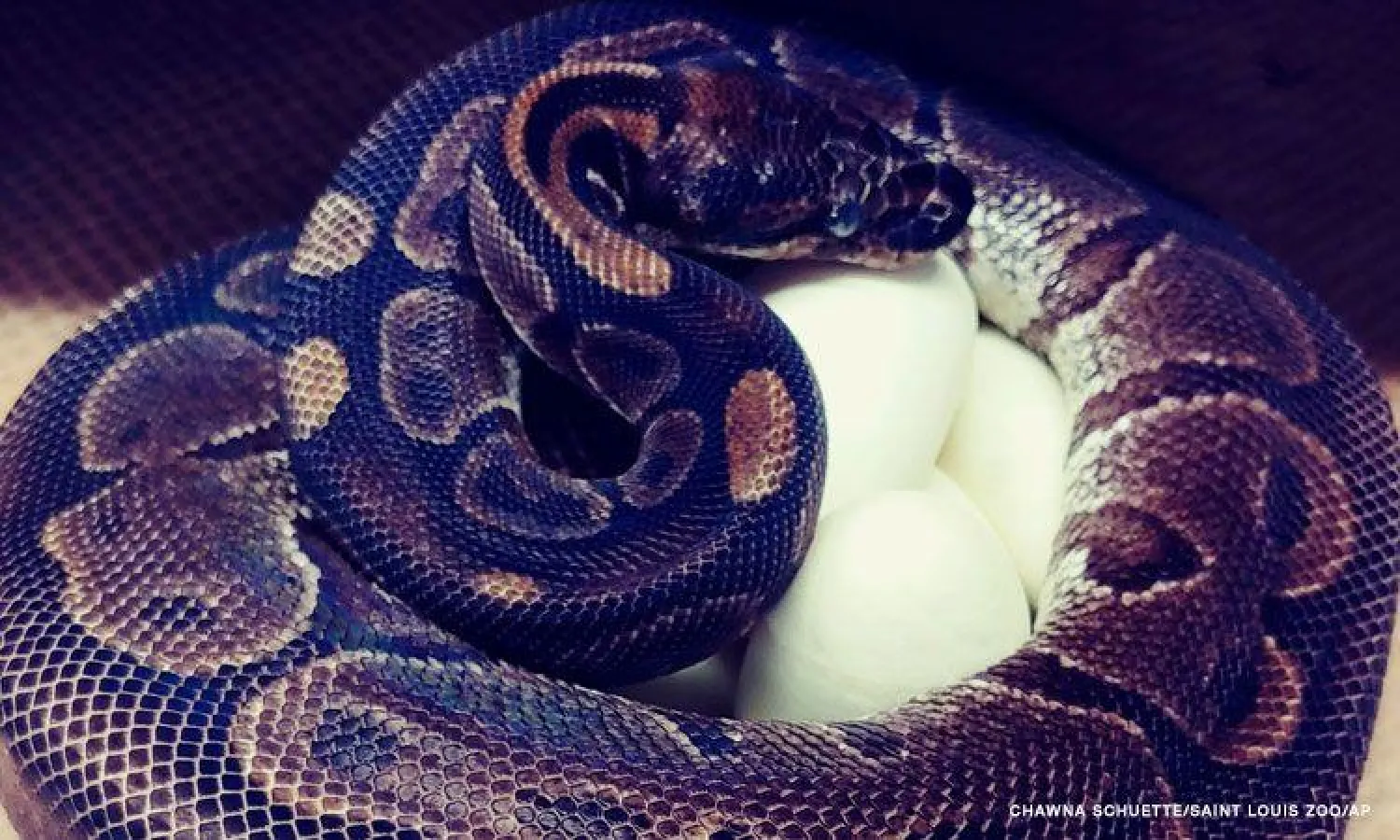 صورة لأنثى الثعبان (سي إن إن الأميركية)