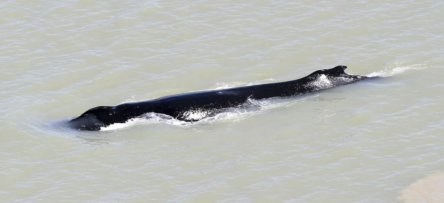In this photo provided by the Northern Territory Government, a humpback whale swims in the East Alligator River in the Kakadu National Park in Australia's Northern Territory, on Sept. 10, 2020. (AP)