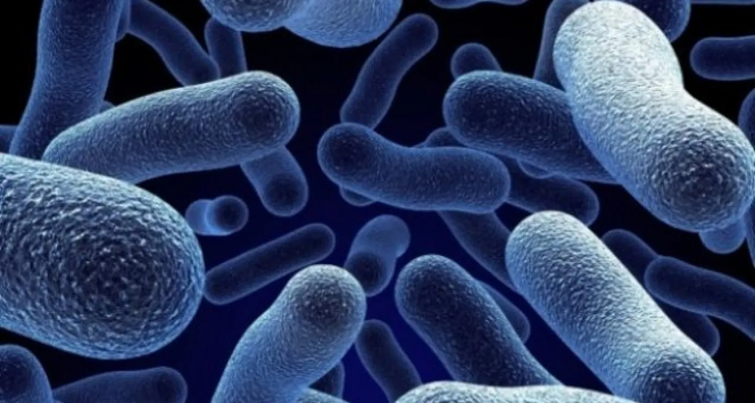 Kanada'da salmonella vakaları 500'ü aştı