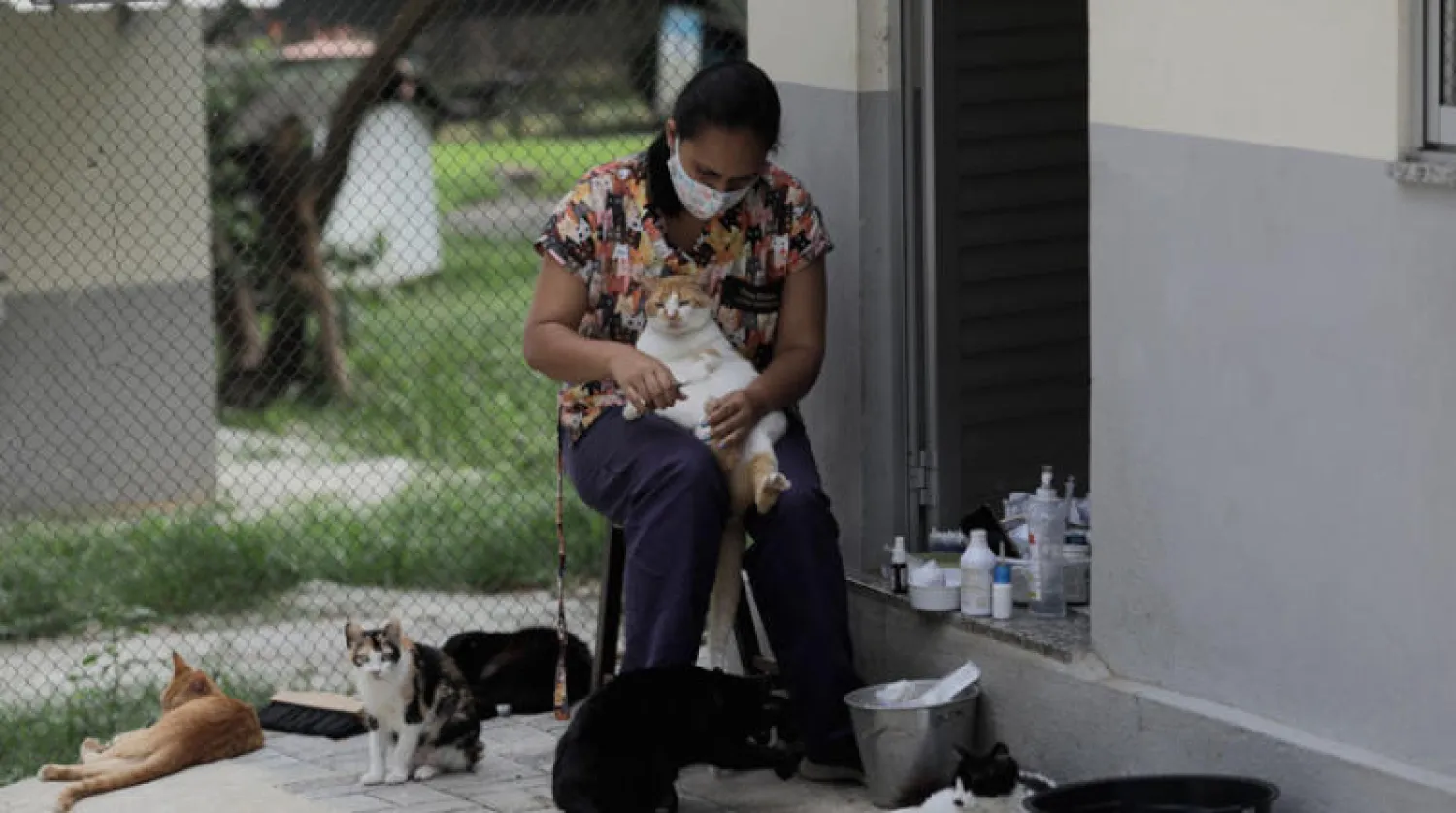 موظفة تهتم بقطة في مأوى للحيوانات الأليفة في ريو دي جانيرو (أ.ب)