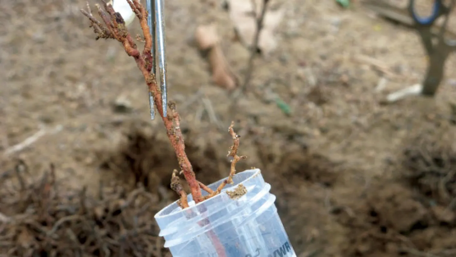 جذور أشجار النخيل ترتبط دائماً بنوعين من البكتيريا