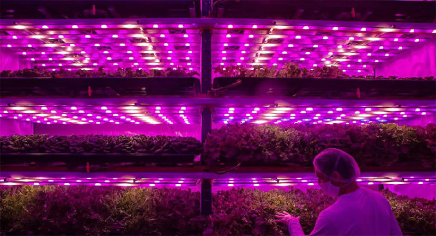 مزرعة عمودية «زهرية» تبتكر حلولاً للتكيف مع «كورونا»