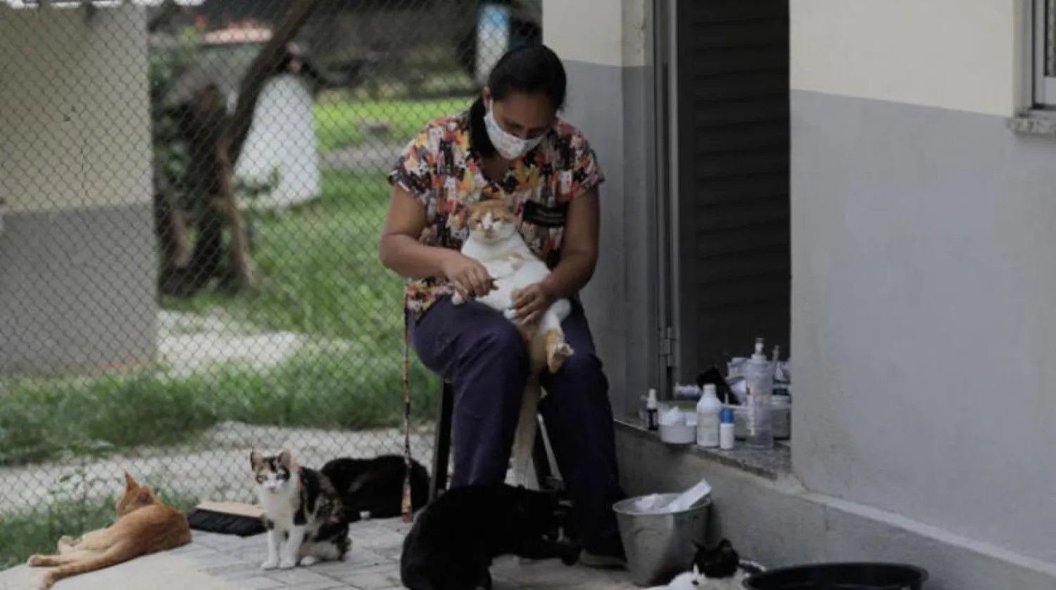 Sahipleri aracılığıyla enfekte olan kedilerde virüse karşı gelişen antikorlara rastlandı