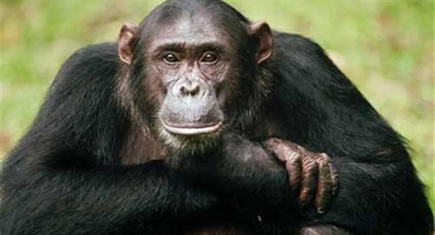 حل لغز الشيخوخة  المبكرة للشمبانزي