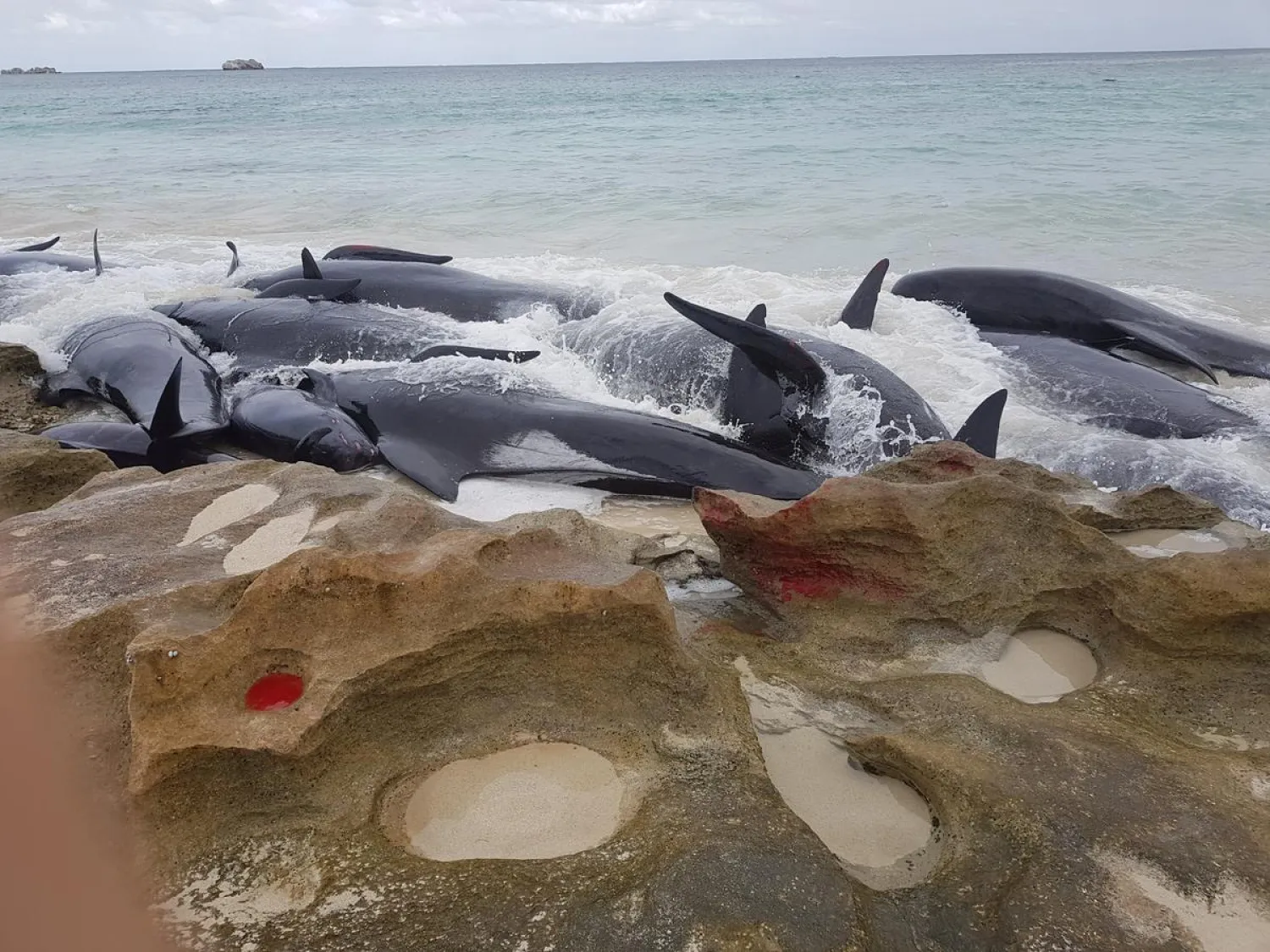 Stranded whales. Reuters file photo