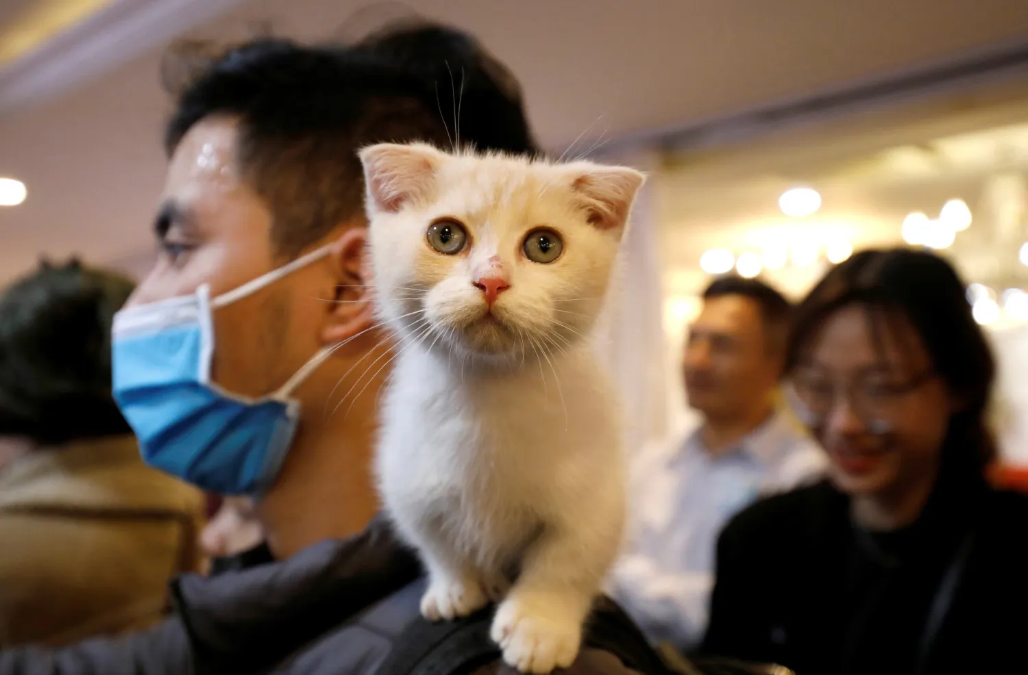 A cat is seen on the shoulder of her owner during the Vietnam's
first cat show in Hanoi, Vietnam February 16, 2020. REUTERS
