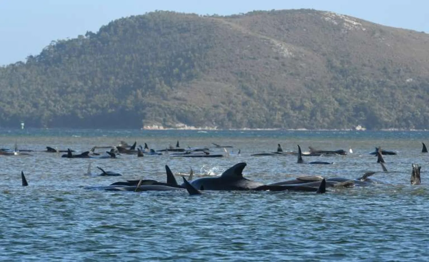 Hundreds of whales have died in Tasmania's biggest mass stranding, with rescuers racing to save a few dozen animals stuck on a sandbar | AFP