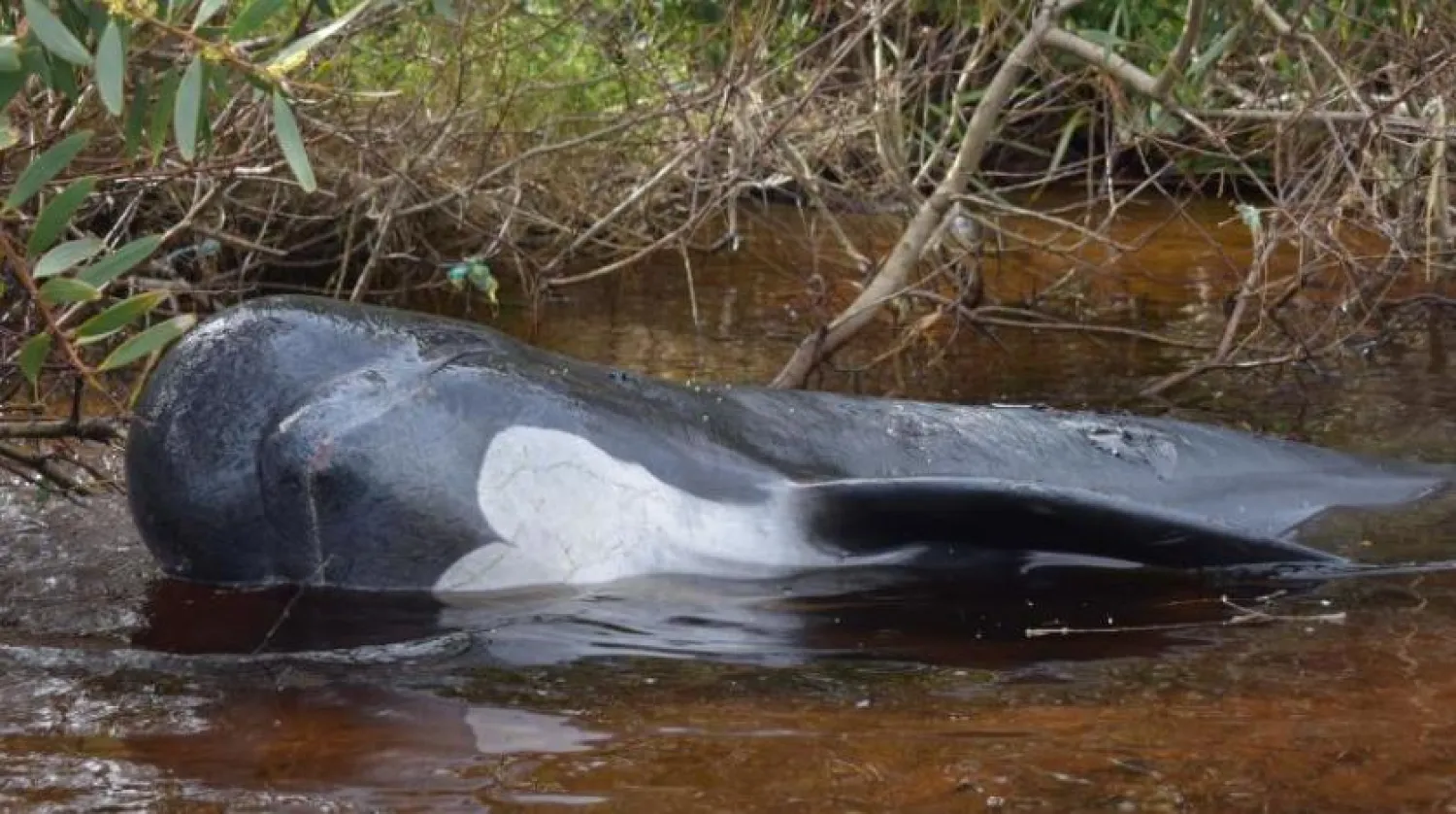 Tazmanya’nın batı kıyısındaki bir plaja vuran ölü bir balina (AFP)
