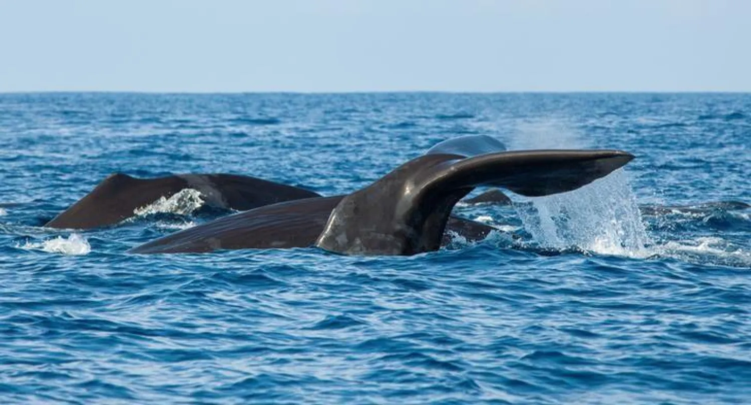 صورة لمجموعة من الحيتان وهي تبحر في المياه( أرشيفية-رويترز)