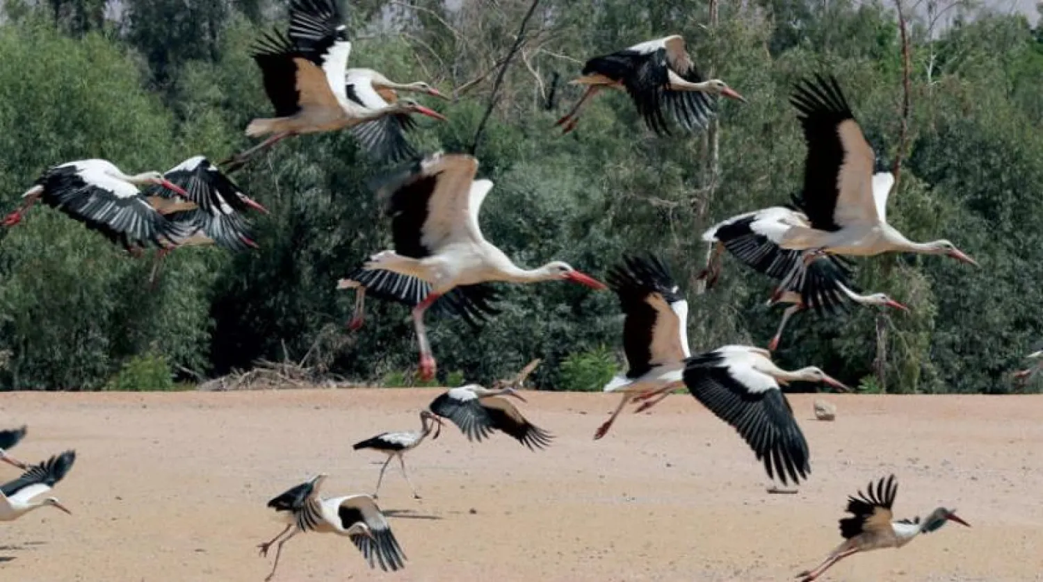 Beyaz leylekler. (EPA)