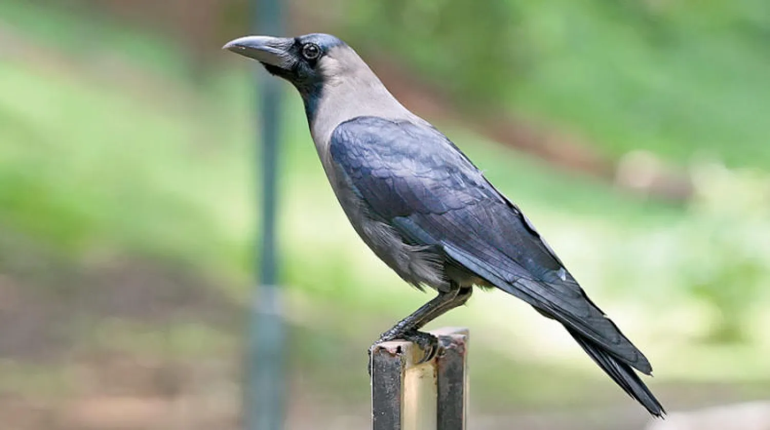 الغراب طائر متميز