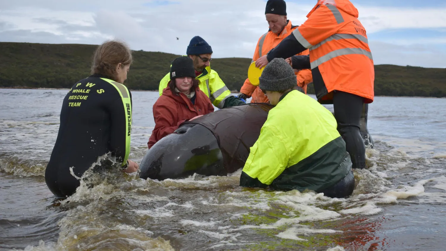Rescuers working to save a whale beached in Macquarie Harbour on the rugged west coast of Tasmania. (Photo: AFP/Mell Chun)