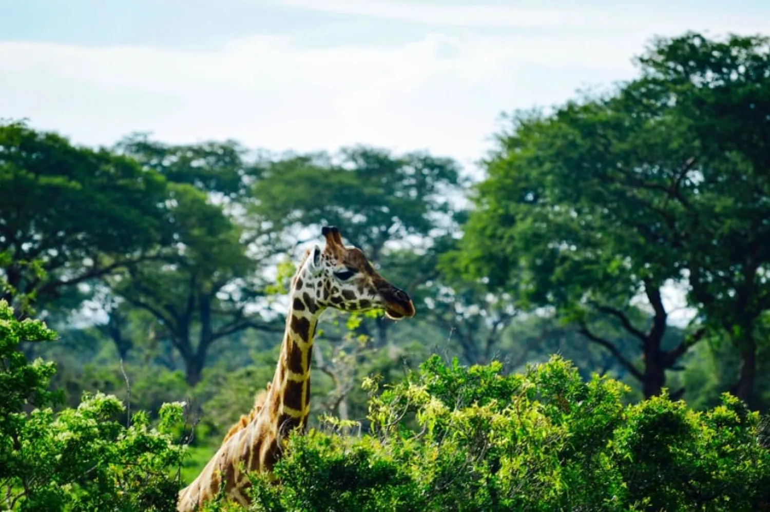 Uluslararası Doğayı Koruma Birliği (IUCN) zürafaları “savunmasız” türler olarak değerlendiriyor (Unsplash)

