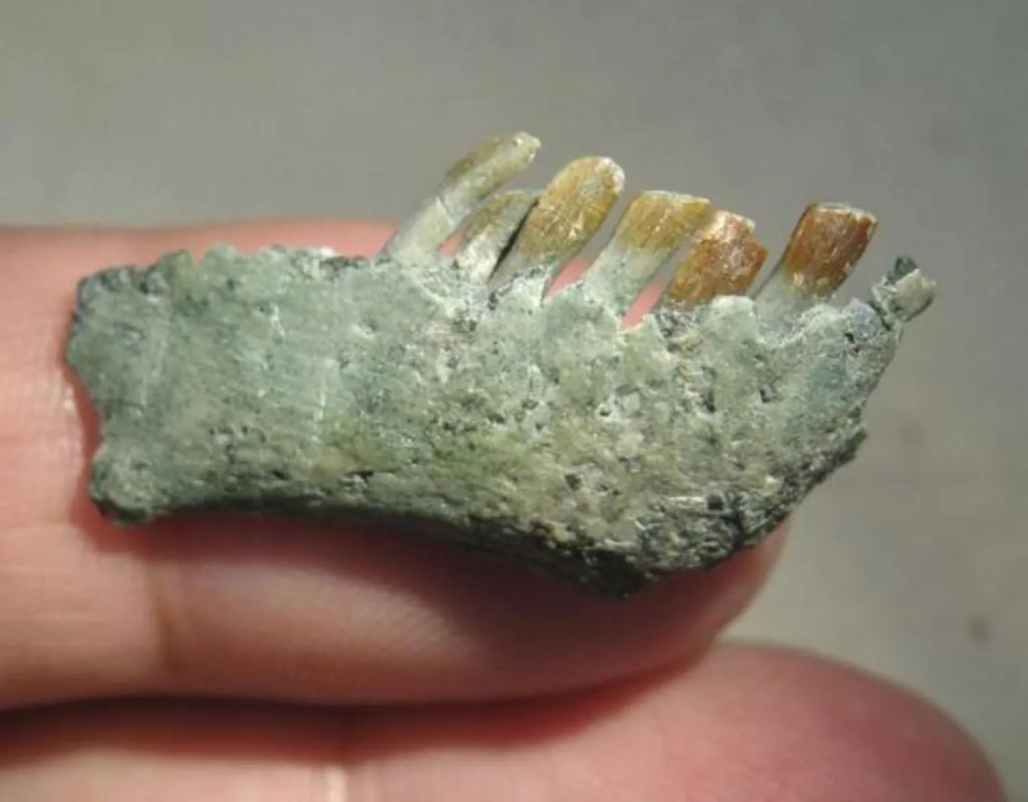 Right jaw and teeth of the Chilesaurus diegosuarezi is shown in this undated handout photo provided by the University of Birmingham in Birmingham, Alabama on April 27, 2015. Photo: Reuters
