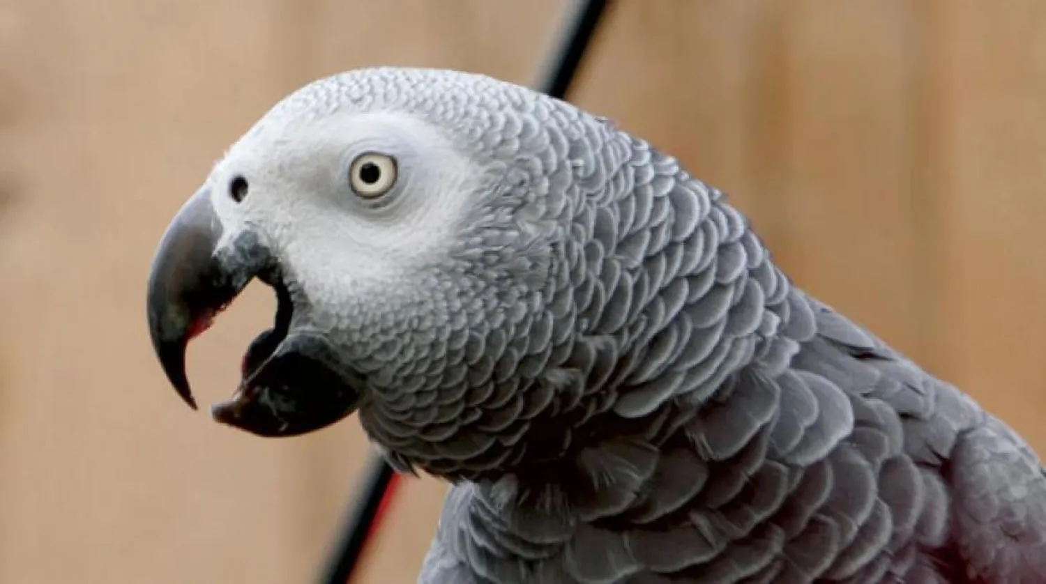 Bahçedeki papağanlardan biri
