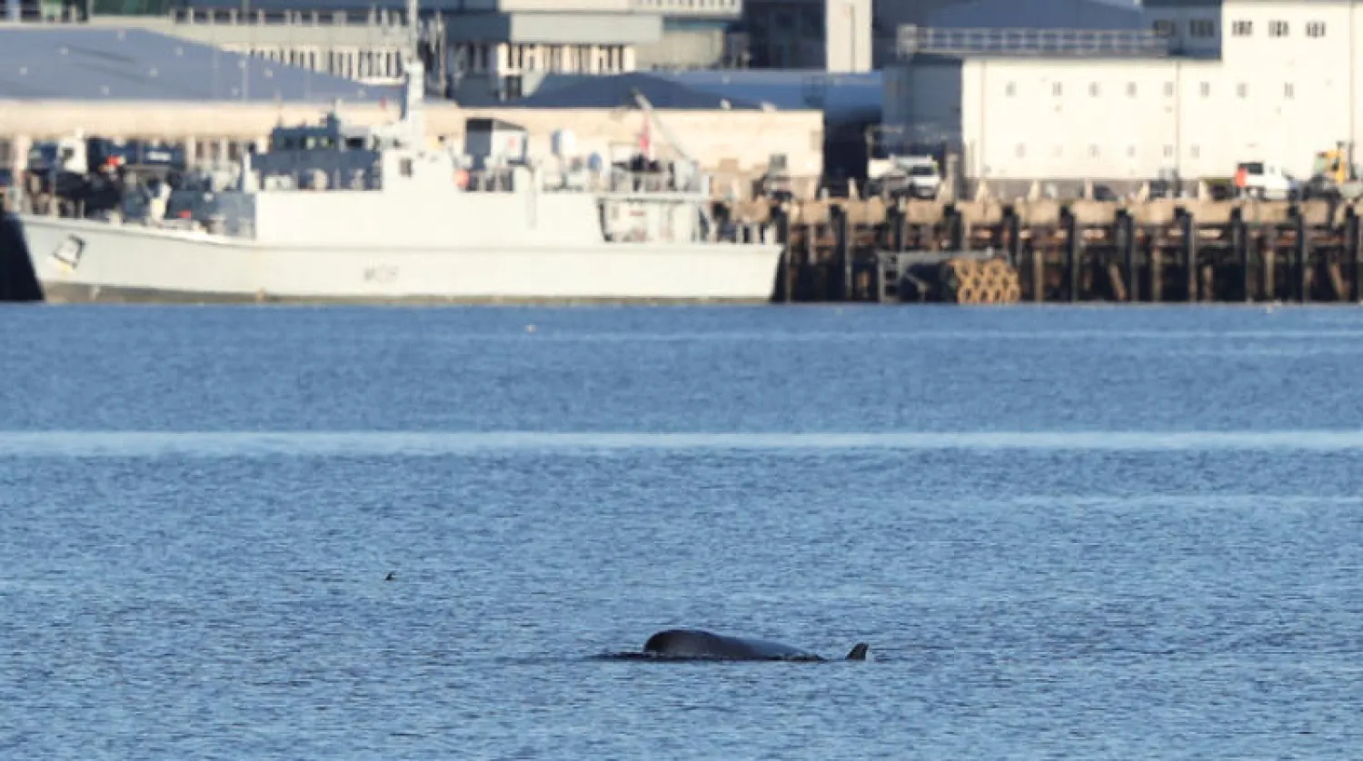 حوت في بحيرة اسكوتلندية (رويترز)