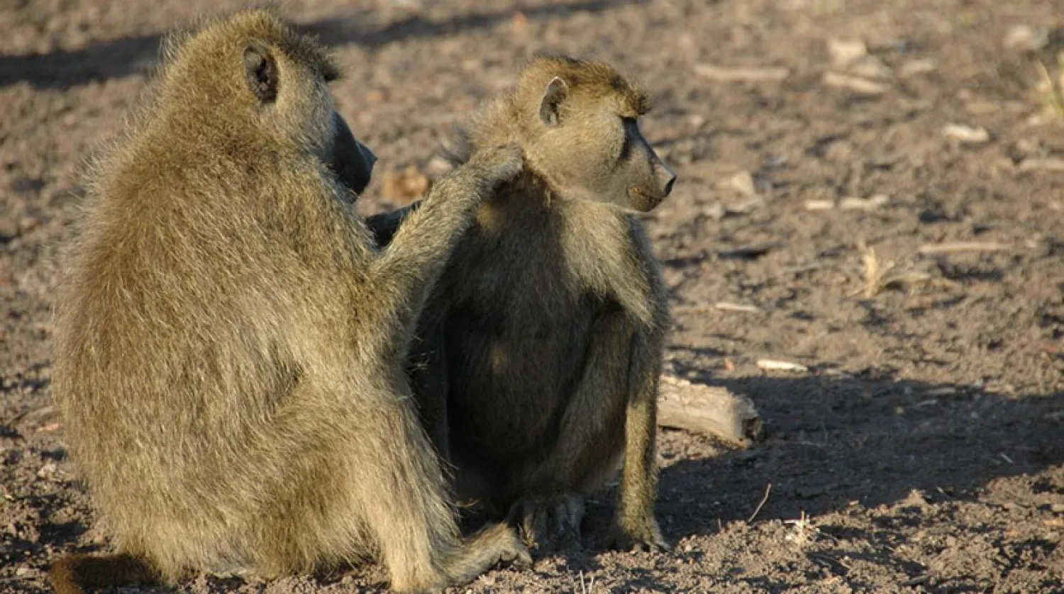 Veri kümeleri, 35 yıl boyunca gözlemlenen 542 yetişkin babunu içeriyordu (Duke Üniversitesi)