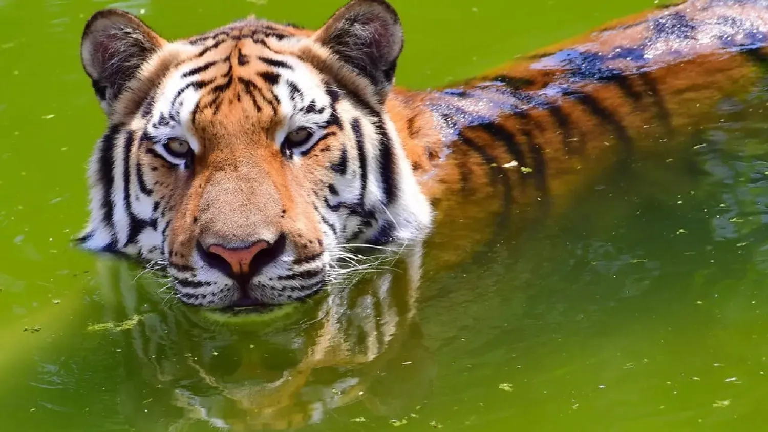 A tiger swims inside an enclosure at the Dubai Safari Park. (AFP)