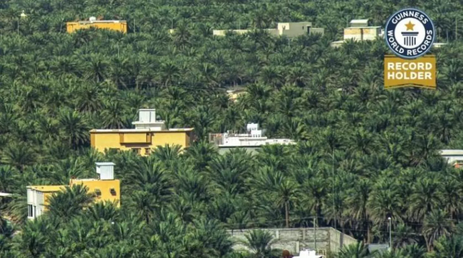 Al-Ahsa Governorate is home to more 2.5 million palm trees that feed on the vast aquifer (Asharq Al-Awsat)