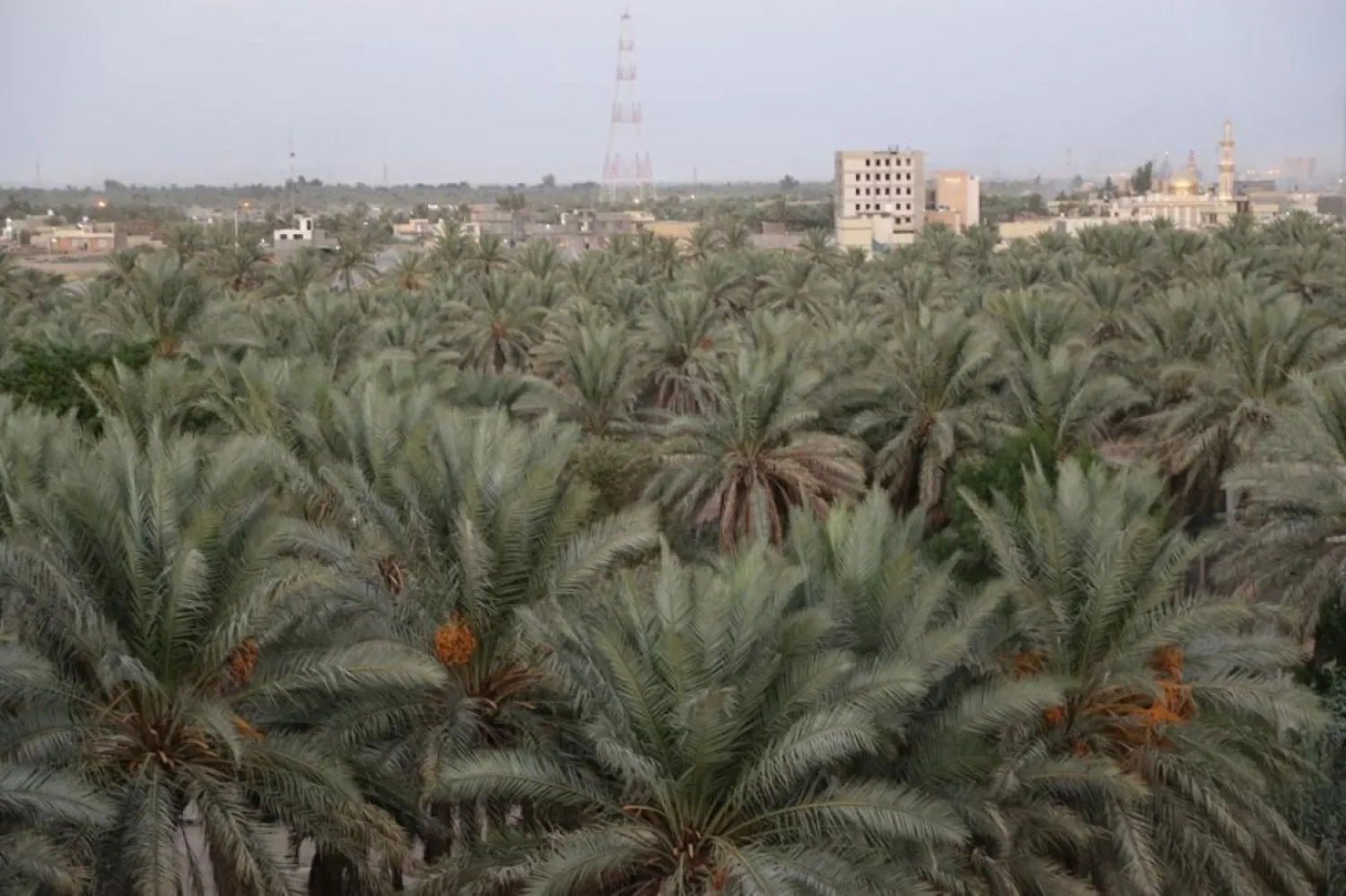 Hükümet’e bağlı örgütler ve belediyeler, Irak şehirleri etrafında yeşil kuşağın oluşturulmasına katkıda bulunmak için hazır olduklarını ifade ediyorlar (Independent Arabia)