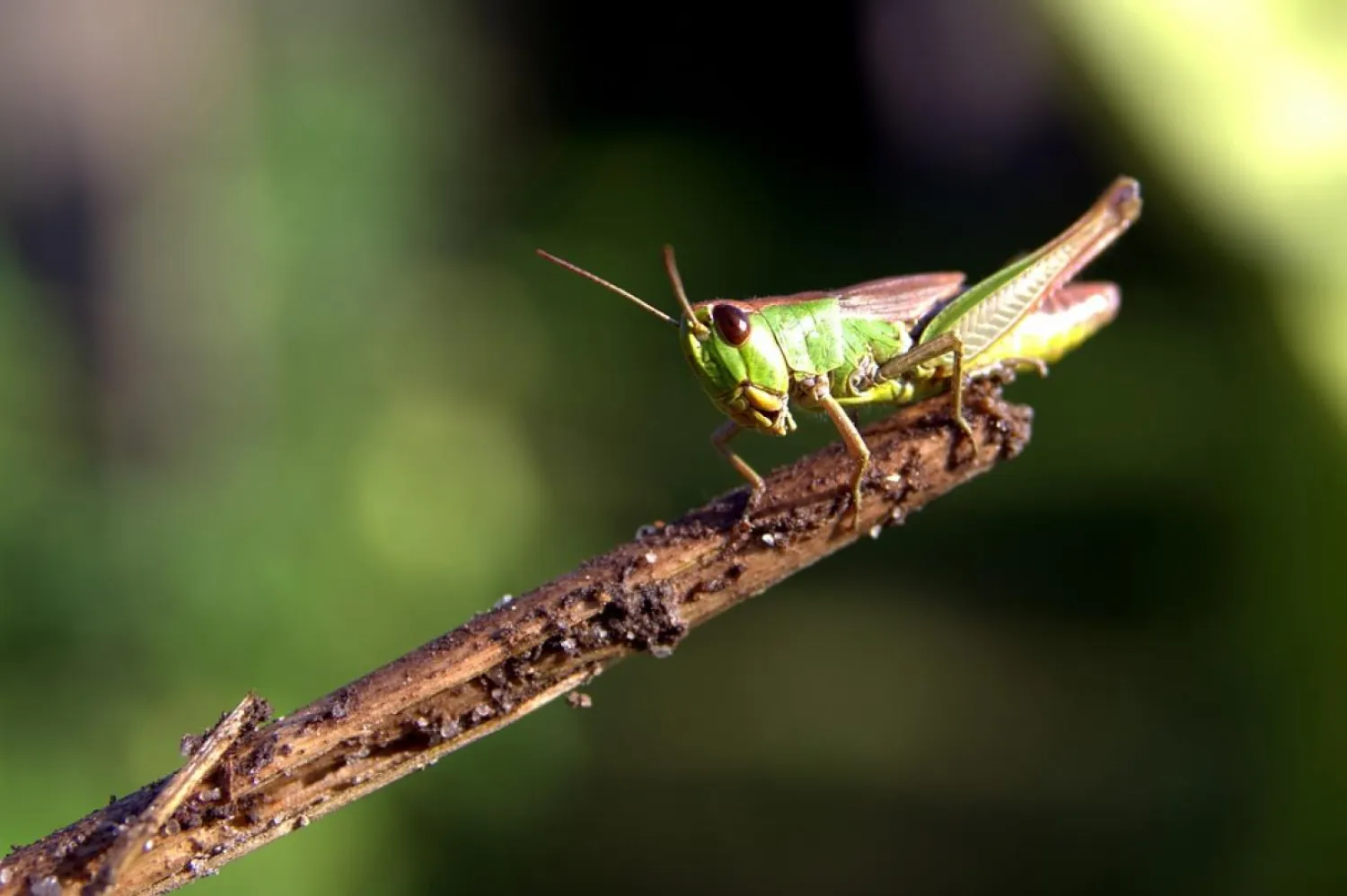Çekirge ve cırcır böceklerinin bulunduğu böcek ailesini inceleyen araştırma, Nature Communications isimli akademik dergide yayımlandı (Pixabay)
