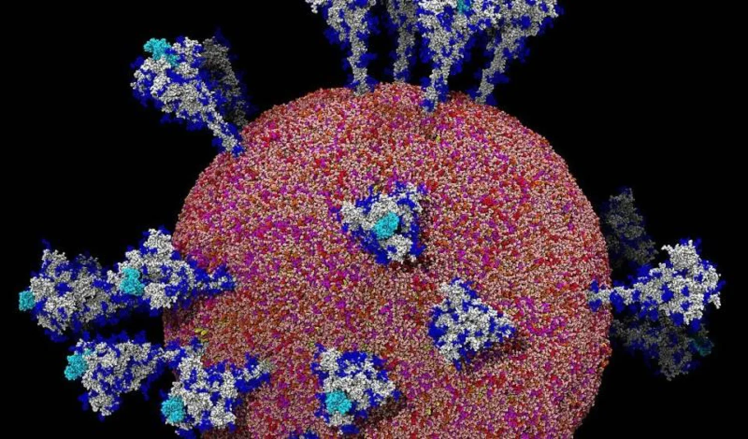 صورة لفيروس «كورونا» تحت المجهر (نيويورك تايمز)