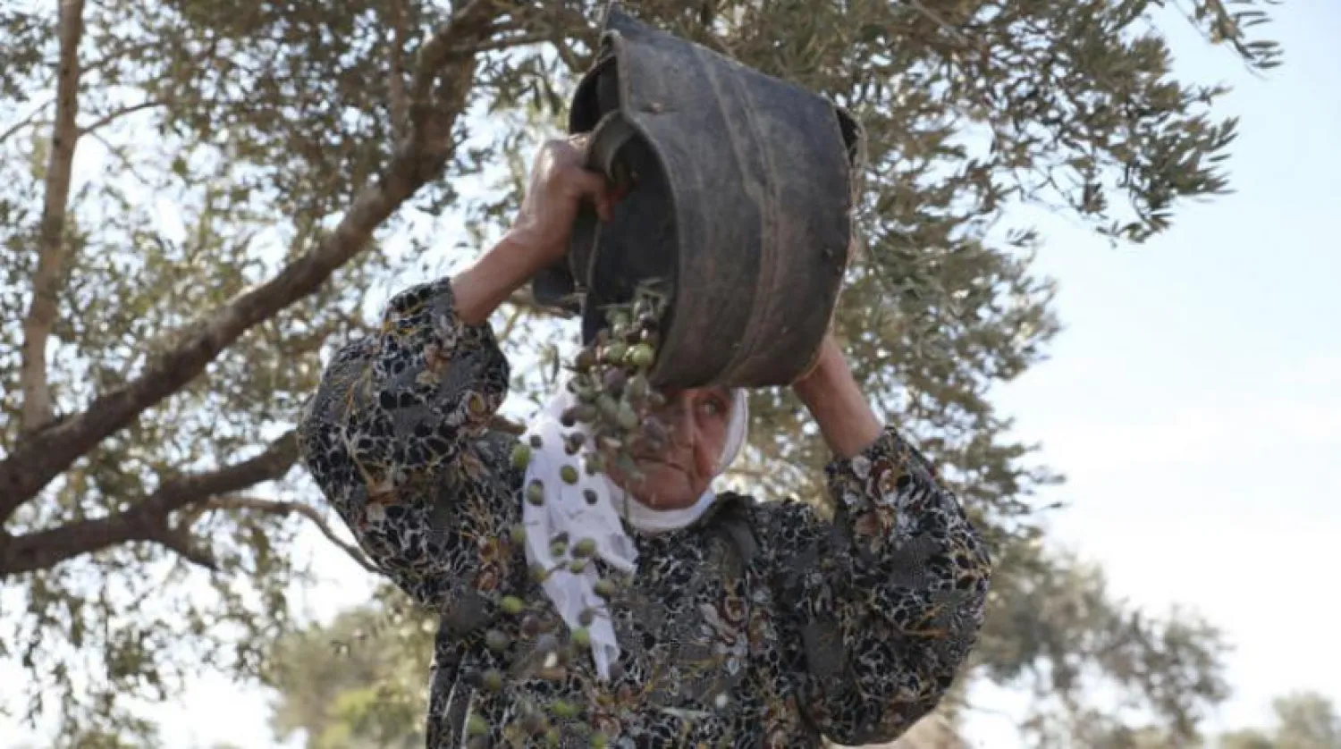 An 84-year-old Palestinian woman unloads fresh olives on her farm in Kafr al-Labad, a village near Tulkarm (EPA)