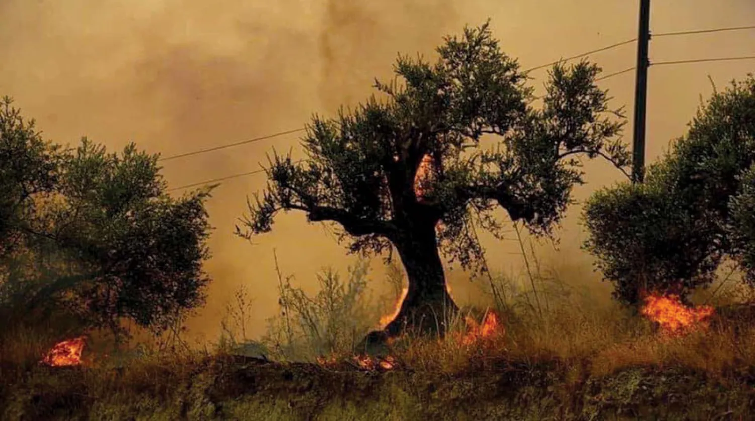 صورة تداولها ناشطون على وسائل التواصل الاجتماعي لاشجار زيتون التهمتها الحرائق غرب سوريا
