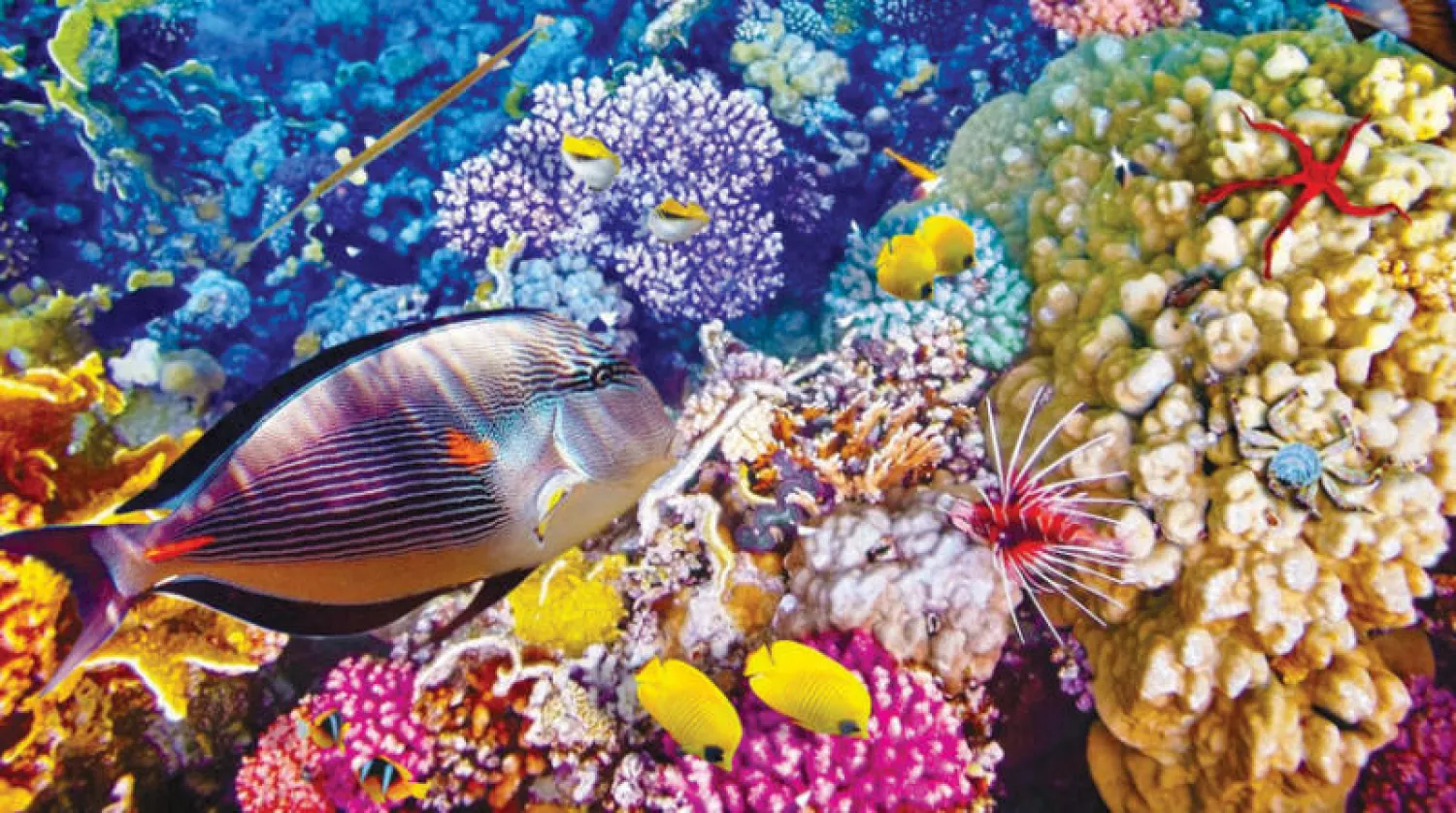 الشعب المرجانية