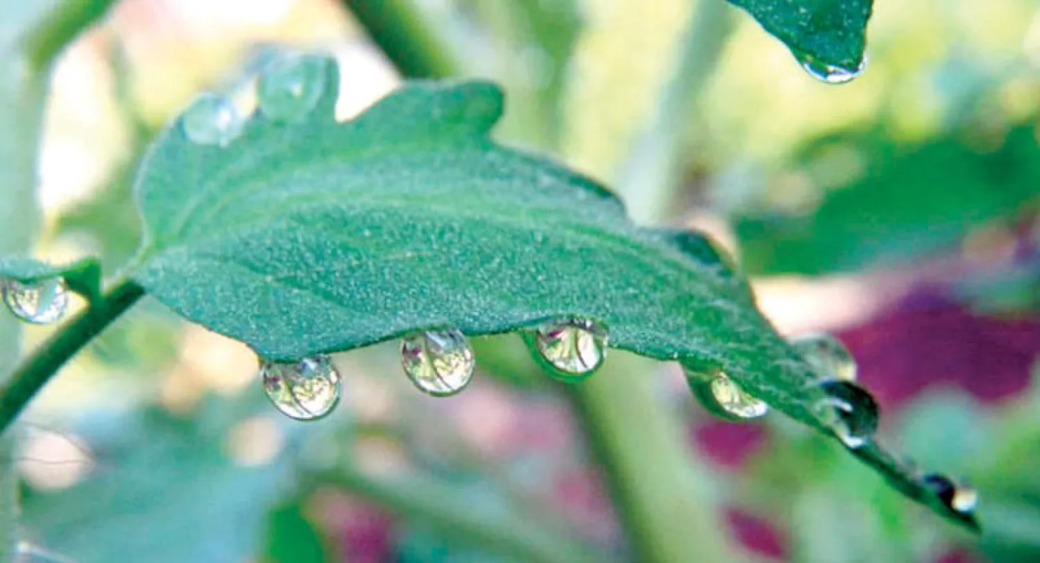 «عرق النبات» يغذّي الحشرات ليلاً