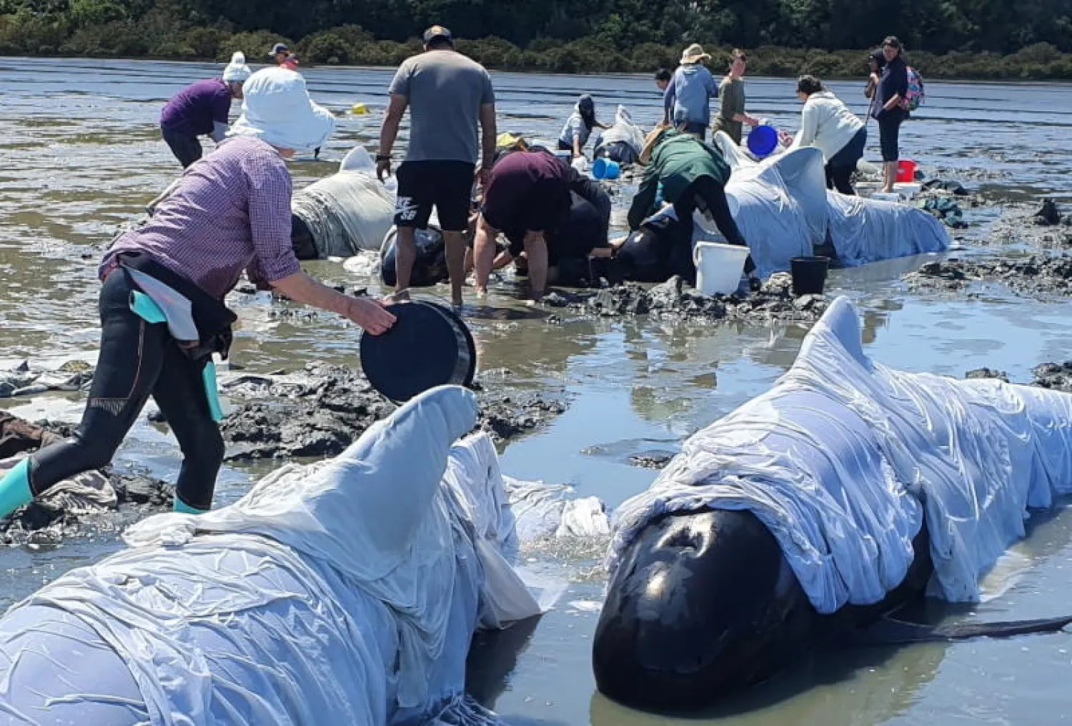 عدد من الحيتان النافقة في نيوزيلندا (رويترز)