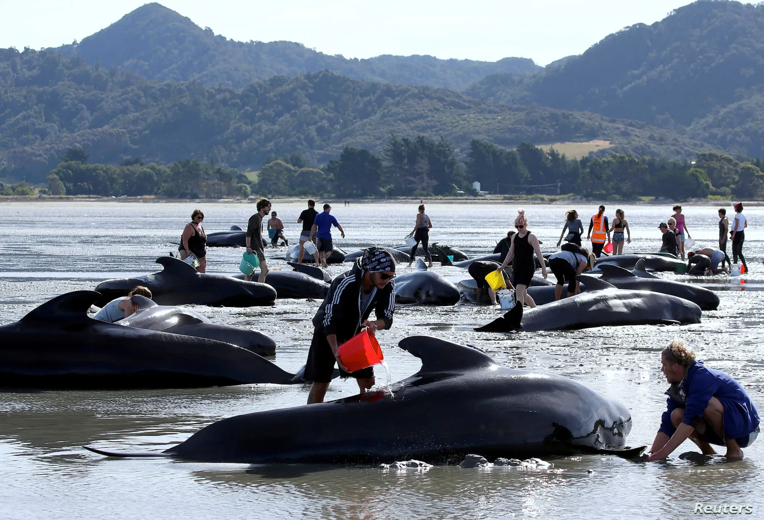 Volunteers try to assist stranded whales in New Zealand. Reuters file photo