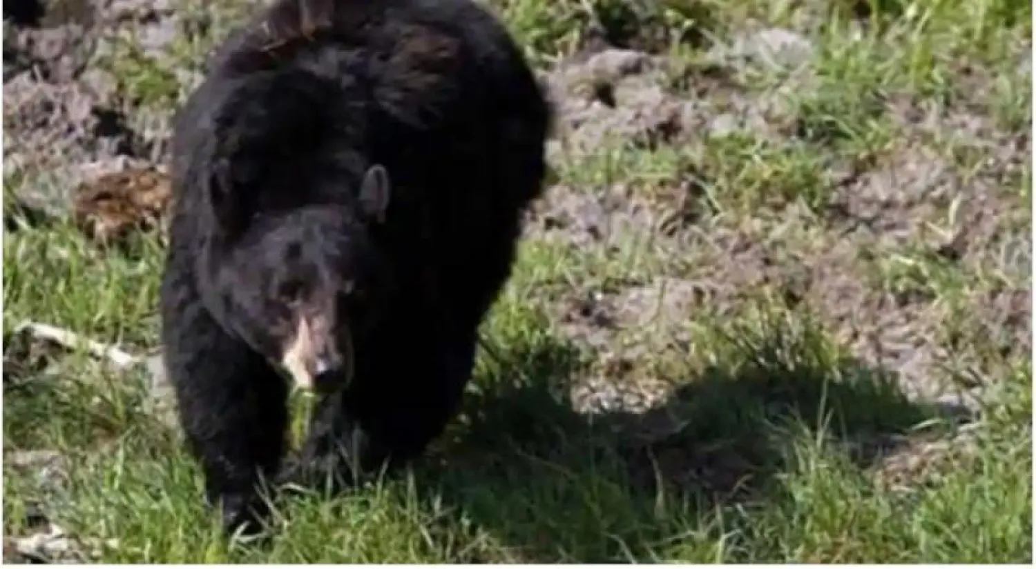 دب في حديقة صينية (أرشيفية - رويترز)