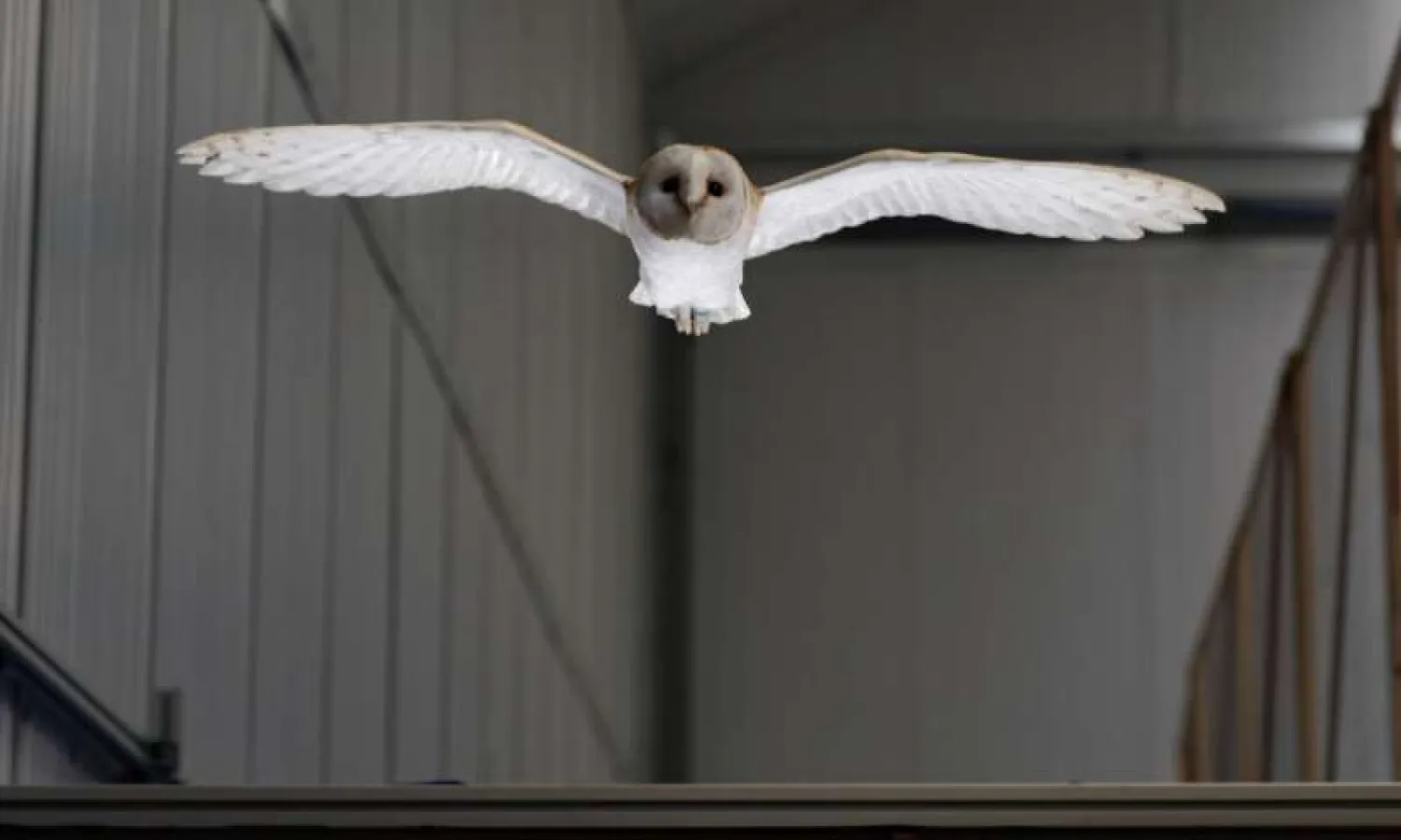 Lily the barn owl demonstrates wing-morphing to cope with gusts in flight.