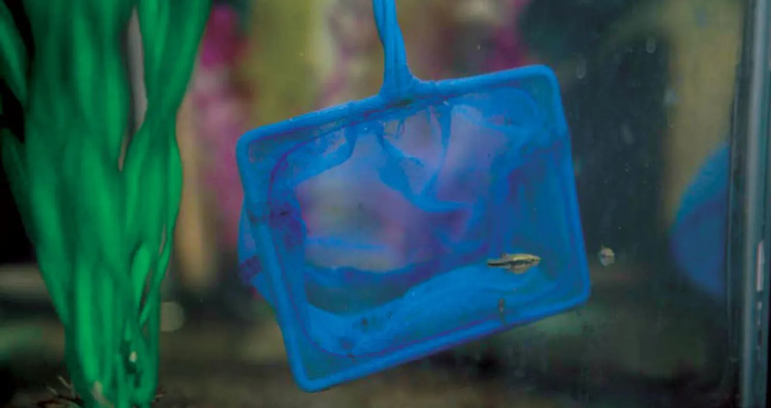 الباحثة لاتونيا جاكسون تستخدم سمك «كيلي فيش»