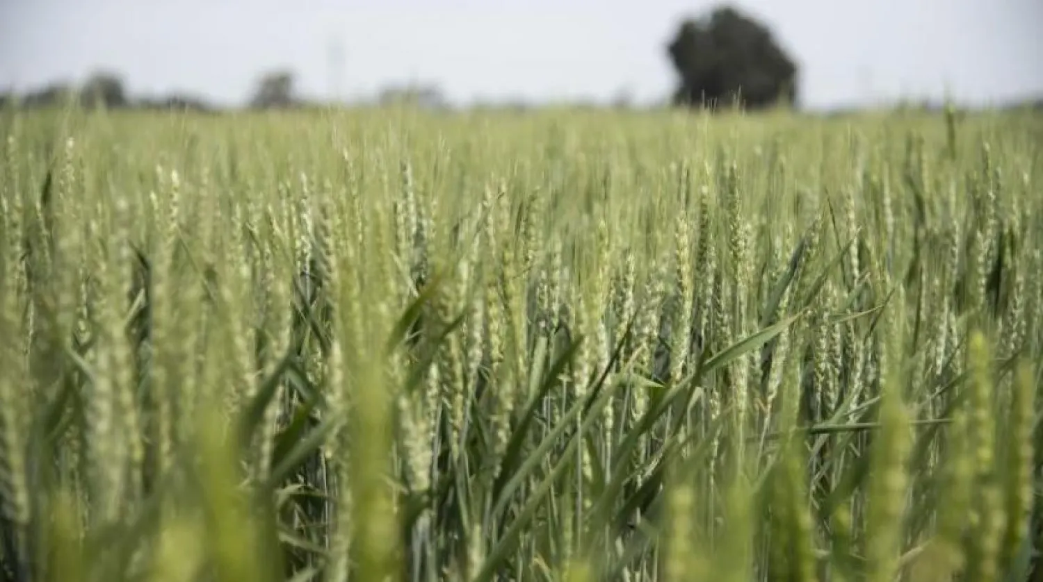 Israel sent wheat worth $5 million to Sudan, Netanyahu said. AFP photo