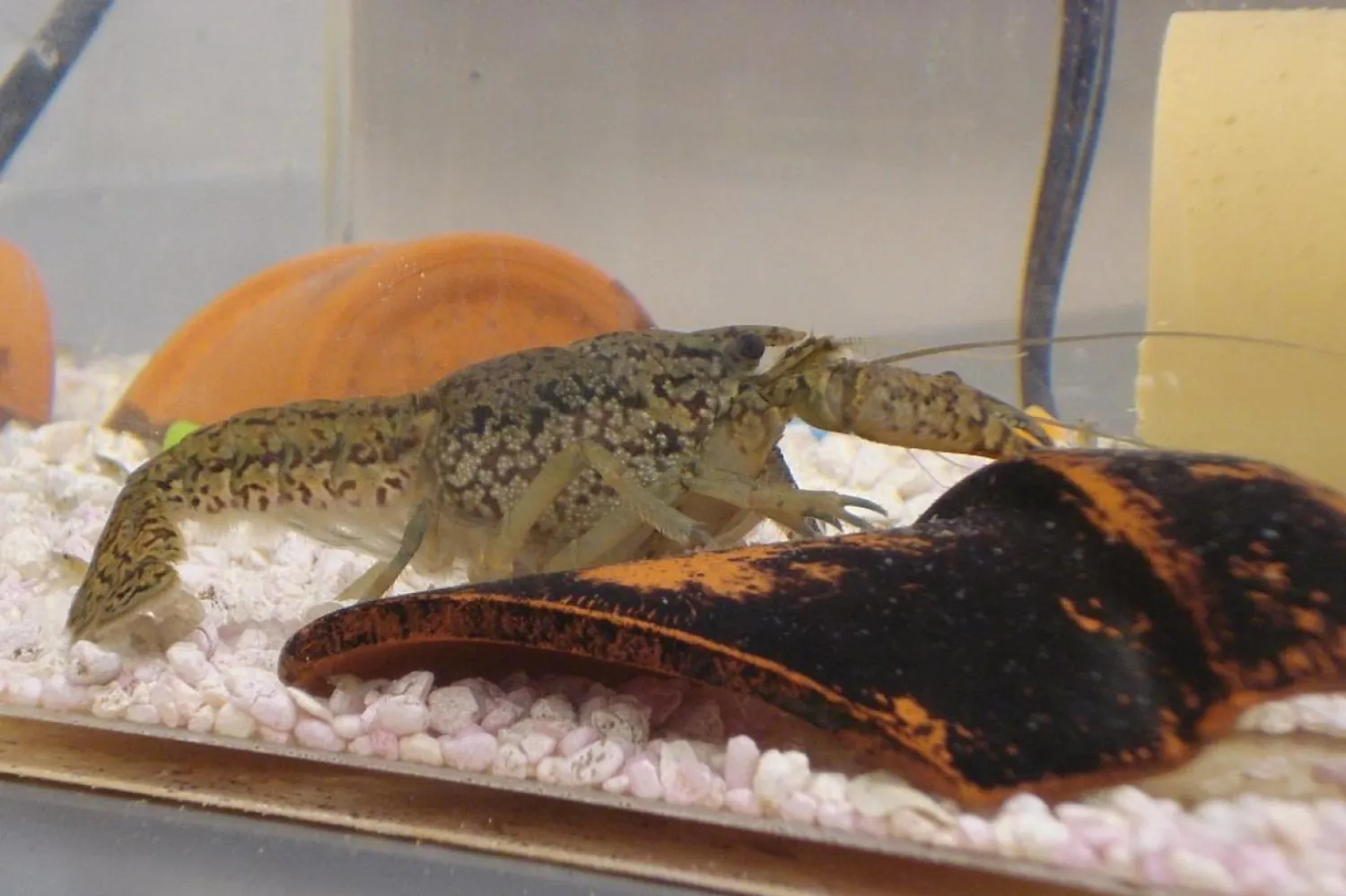 Doğada bulunmayan mermer kerevitler, Alman hayvan tüccarları tarafından 1990'larda üretildi (Wikimedia)