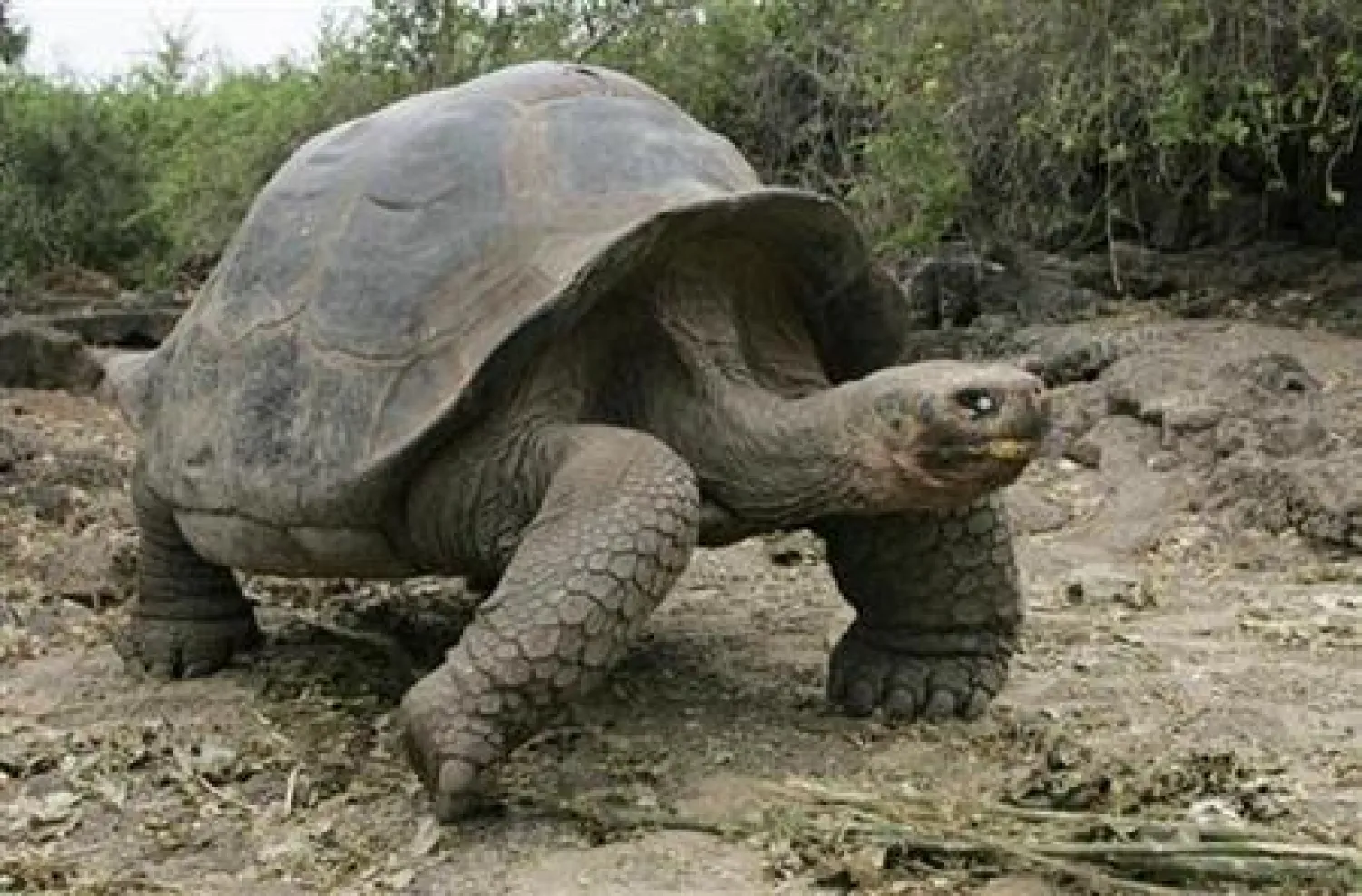 FILE: A giant tortoise is seen on the Galapagos islands April 29, 2007. via Reuters