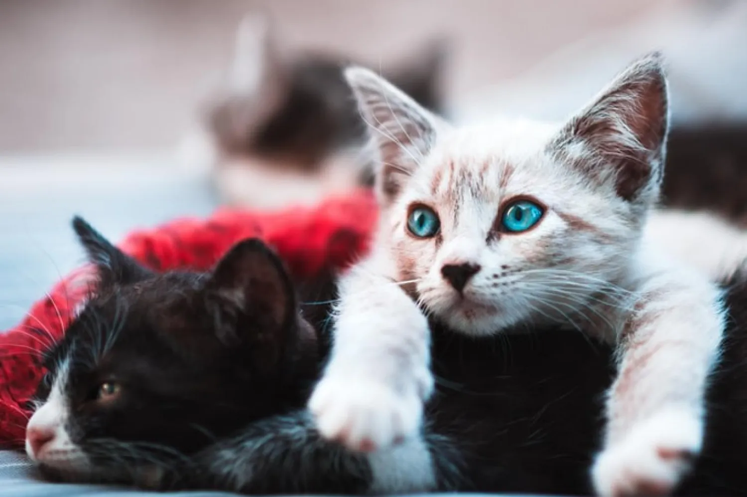 Uzmanlara göre, kedi sahiplerinin evcil hayvanlarını parazit tedavisi için düzenli olarak veterinere götürmesi gerekiyor (Unsplash)


