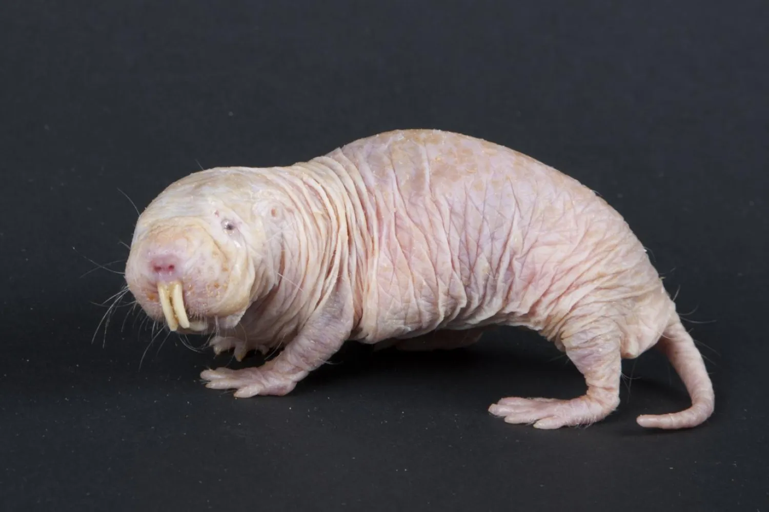 (Smithsonian Ulusal Hayvanat Bahçesi)