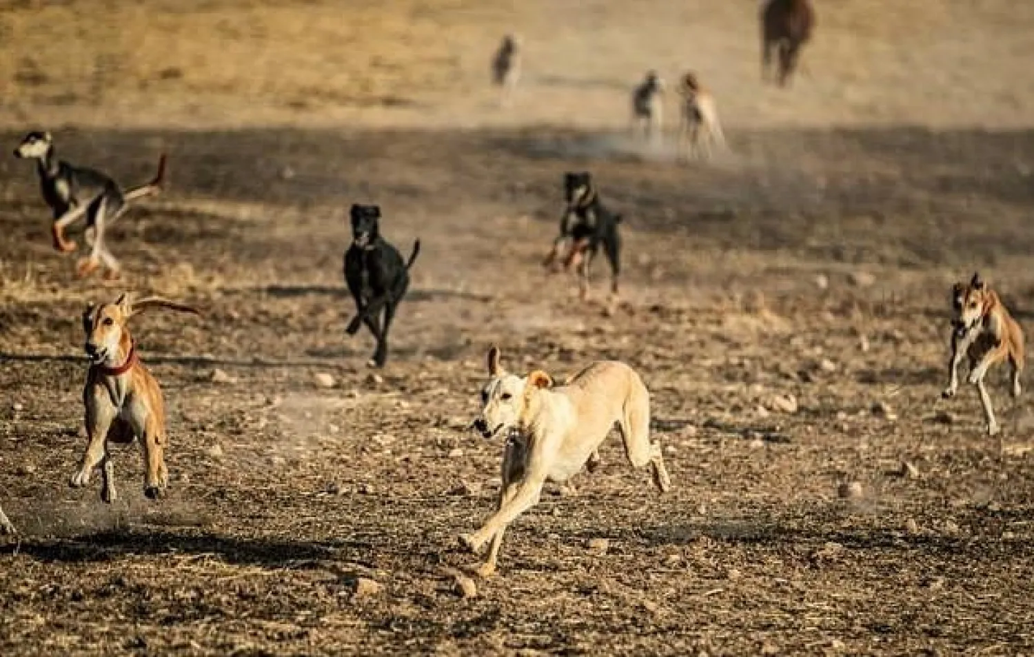 Hunting dogs run together in the village of Ad-Derbasiyah in Syria's Kurdish-held northeastern Hasakah province. AFP