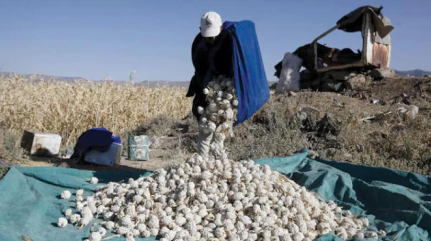 A Yemeni farmer collects maize during the harvest season, EPA 