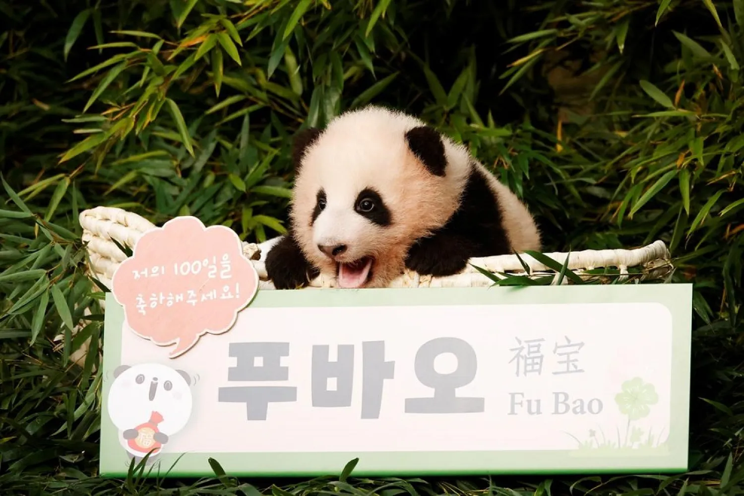 The first panda to be born in South Korea was introduced to a group of lucky children and reporters. (Reuters)