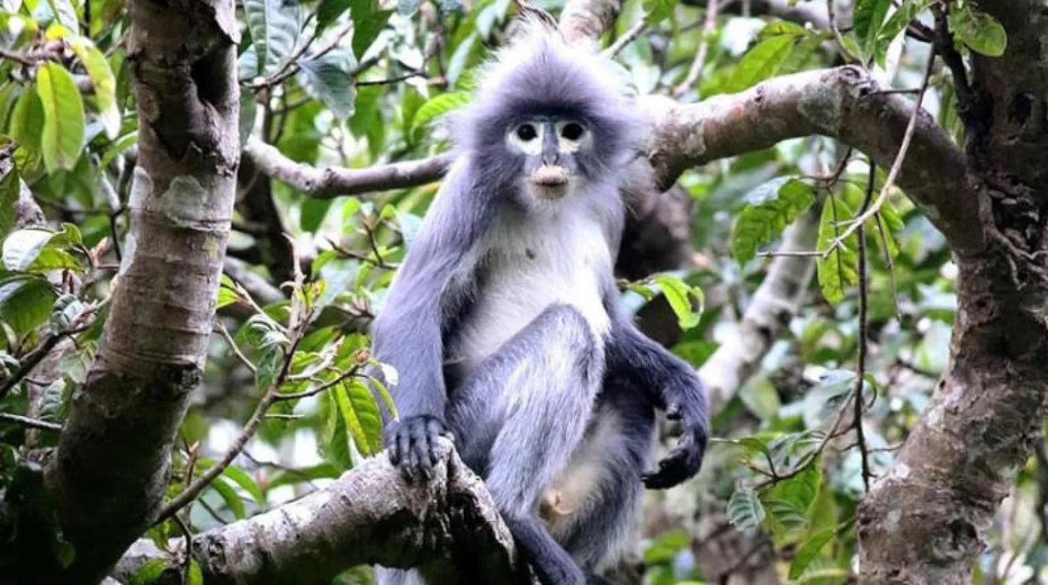 نوع جديد من القردة اكتُشف في بورما