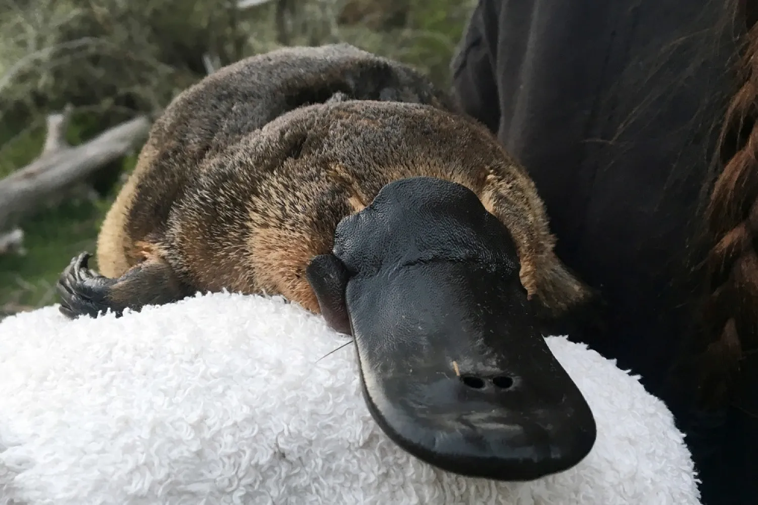Platypus numbers may have more than halved over several decades. (Reuters)