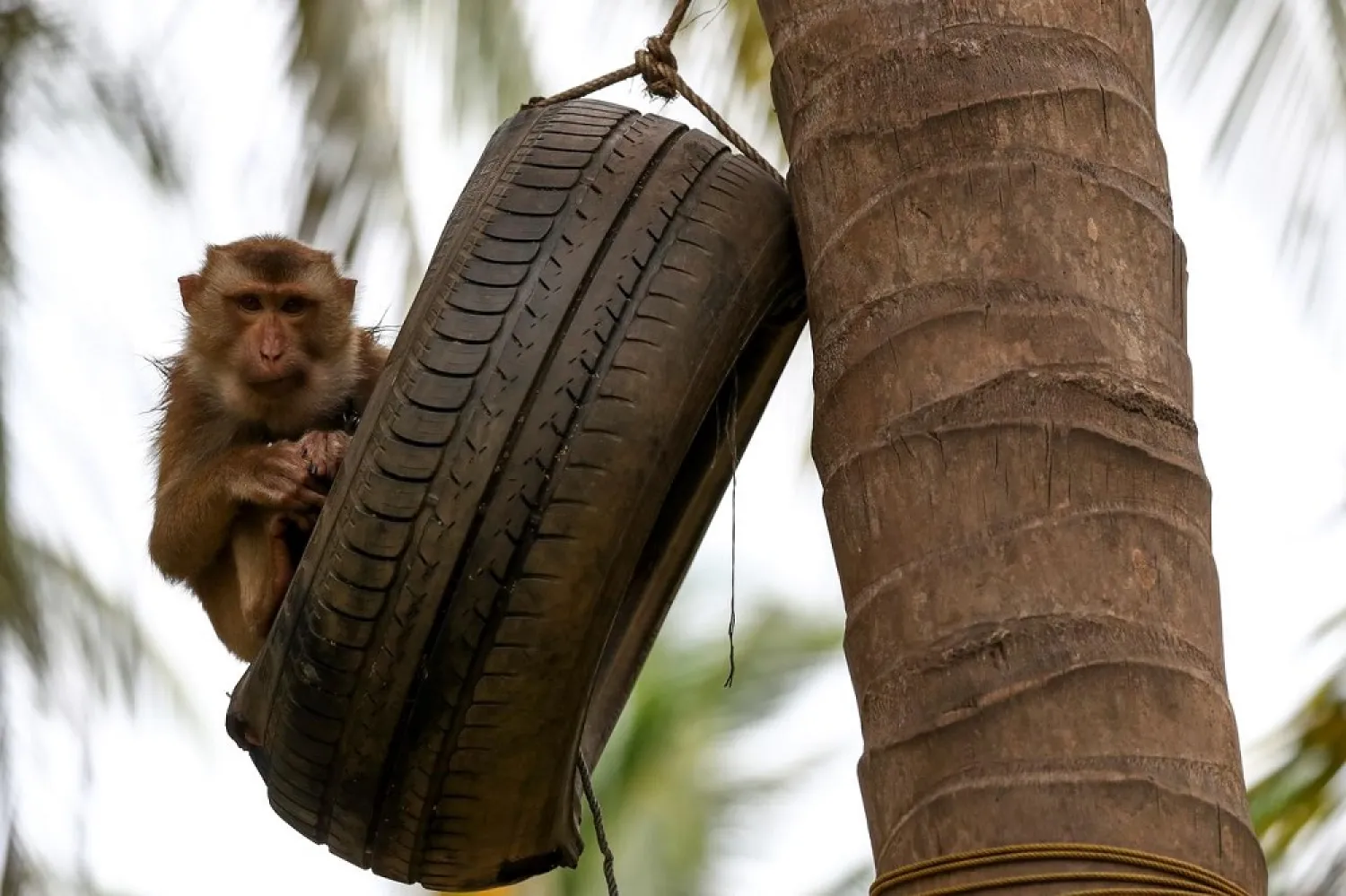 Thailand's coronavirus-induced tourism hiatus means fewer visitors to feed its monkeys. (Reuters)
