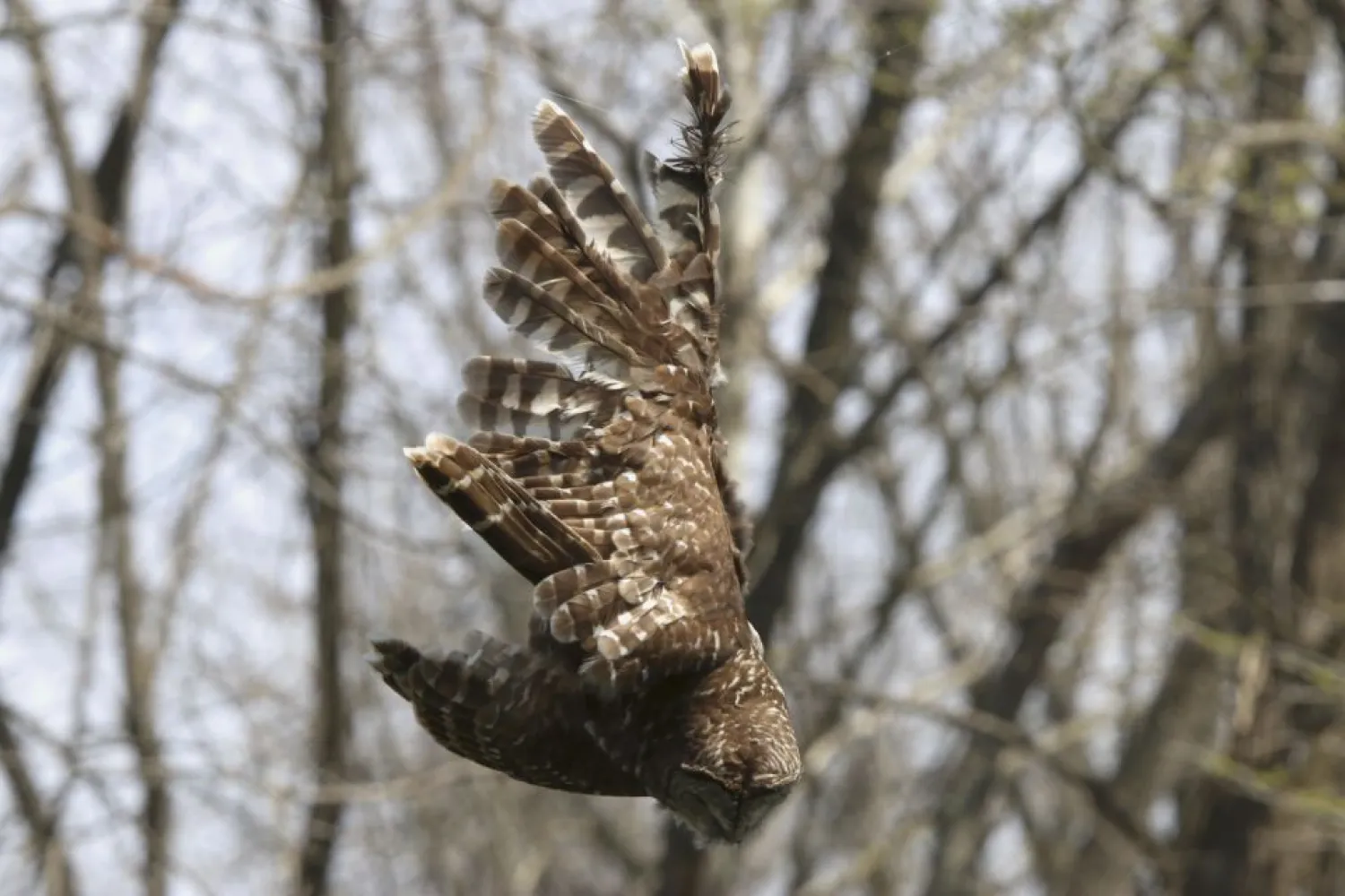 In this April 6, 2019 photo provided by Bill Hulsebus a barred owl is seen caught in fishing line in a tree at the Springfield Conservation Nature Center in Springfield, Mo. (Bill Hulsebus via AP)
