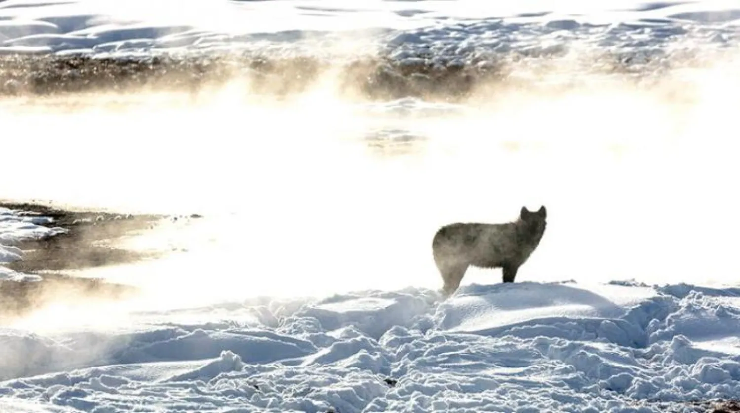 Kurtlar, kronik zayıflama hastalığının (CWD) yayılmasını önlüyor. (The New York Times)